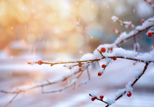 冬天,雪枝